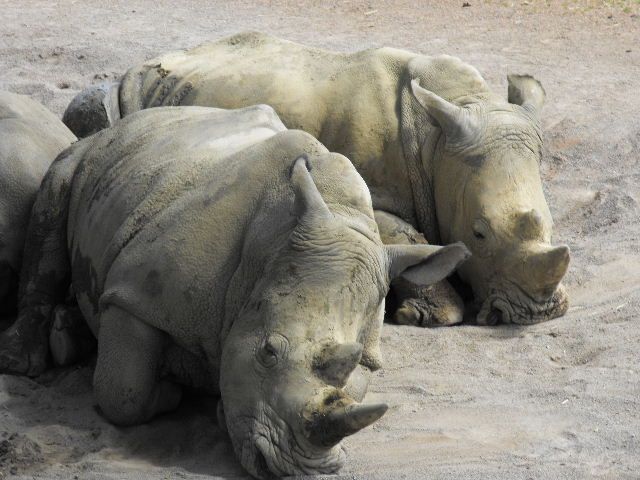 Zdjęcia: safarii, polud.i centr.Afryka, ale upal, RPA Zdjęcia: safarii, polud.i centr.Afryka, ale upal, RPA