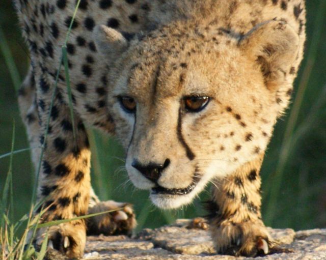 Zdjęcia: Kruger, Park Krugera, Kociak, RPA Zdjęcia: Kruger, Park Krugera, Kociak, RPA