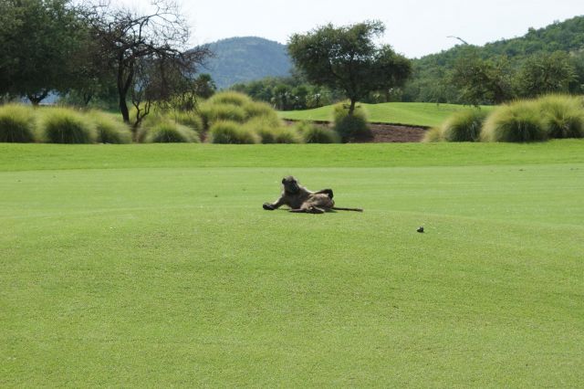 Zdjęcia: San City, Pole golfowe, Na polu golfowym bez kija?, RPA Zdjęcia: San City, Pole golfowe, Na polu golfowym bez kija?, RPA