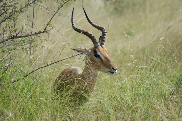 Zdjęcia: Krugera, Park , Impala, RPA Zdjęcia: Krugera, Park , Impala, RPA