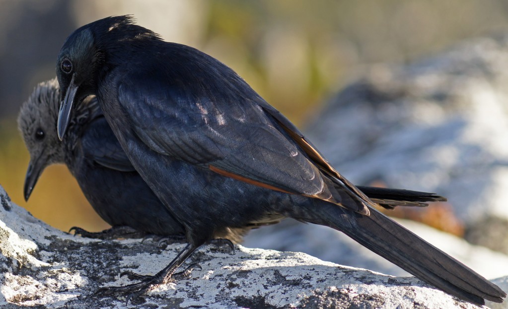 Zdjęcia: Góra Stołowa, Zachodnia Prowincja Przylądkowa, Red Winget Starling, RPA Zdjęcia: Góra Stołowa, Zachodnia Prowincja Przylądkowa, Red Winget Starling, RPA