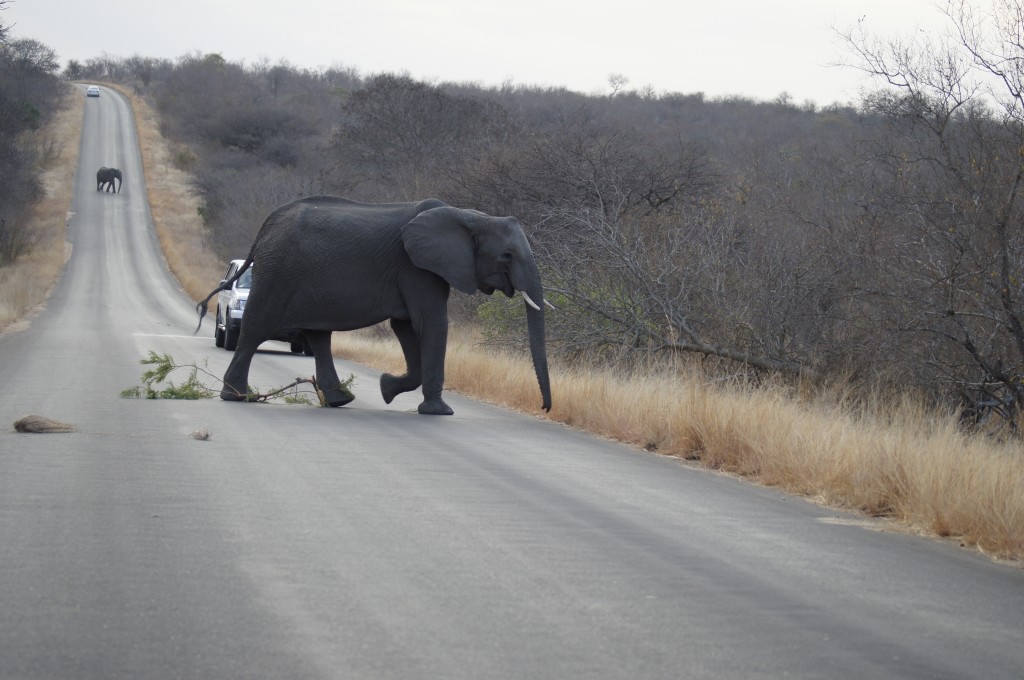 Zdjęcia: Park Krugera, Mpumalanga, Królowie szos, RPA Zdjęcia: Park Krugera, Mpumalanga, Królowie szos, RPA