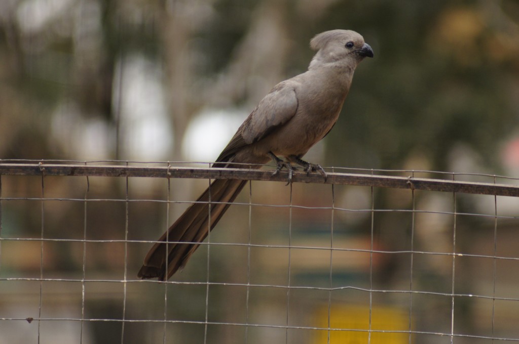 Zdjęcia: Park Krugera, Mpumalanga, Hałaśnik Szary, RPA Zdjęcia: Park Krugera, Mpumalanga, Hałaśnik Szary, RPA