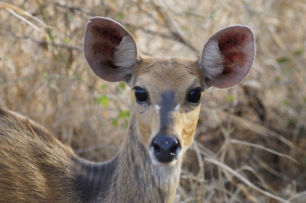 Zdjęcia: Park Krugera, Mpumalanga, Oko w oko ze stenbokiem, RPA Zdjęcia: Park Krugera, Mpumalanga, Oko w oko ze stenbokiem, RPA