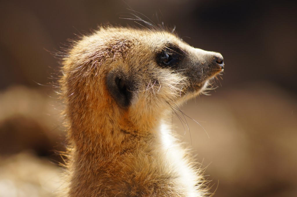 Zdjęcia: Krugersdorp Game Reserve, Gauteng, Surykatka, RPA Zdjęcia: Krugersdorp Game Reserve, Gauteng, Surykatka, RPA