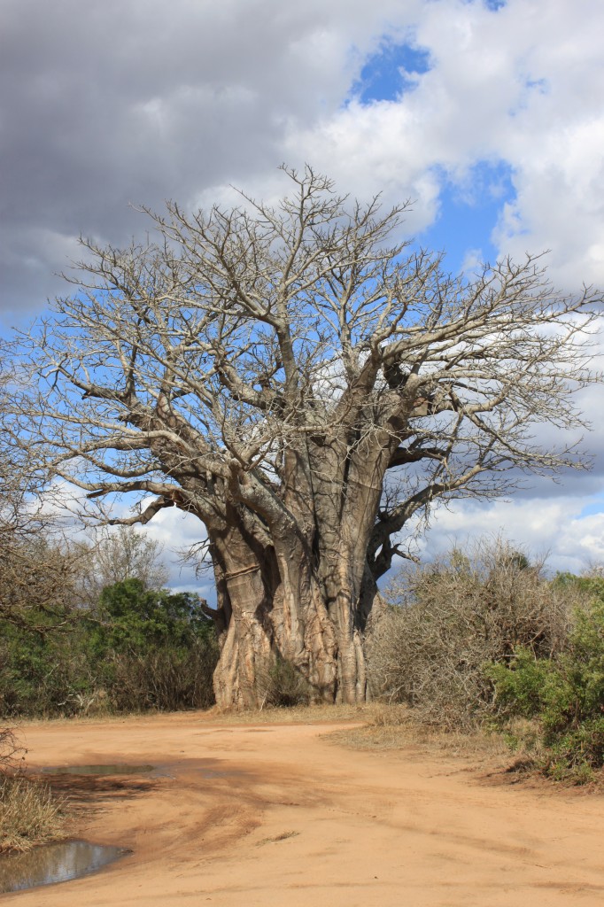 Zdjęcia: Park Krugera, Baobab, RPA Zdjęcia: Park Krugera, Baobab, RPA
