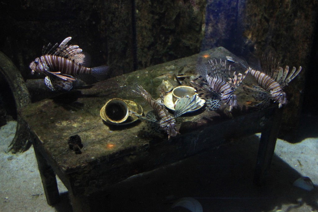 Zdjęcia: Akwarium Morskie, Durban, Kawę podano, RPA Zdjęcia: Akwarium Morskie, Durban, Kawę podano, RPA