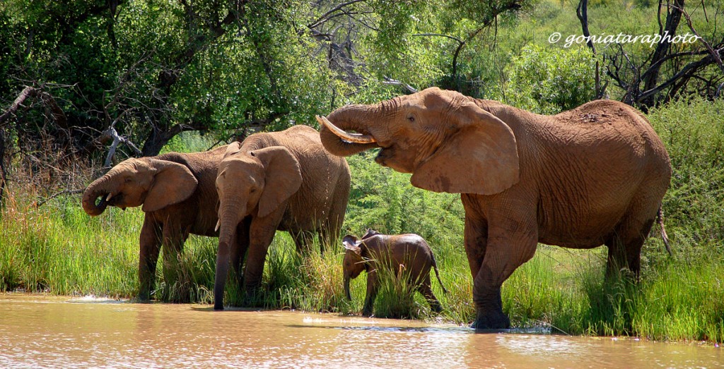 Zdjęcia: Pilanesberg National Park, North West, Przy wodopoju., RPA Zdjęcia: Pilanesberg National Park, North West, Przy wodopoju., RPA
