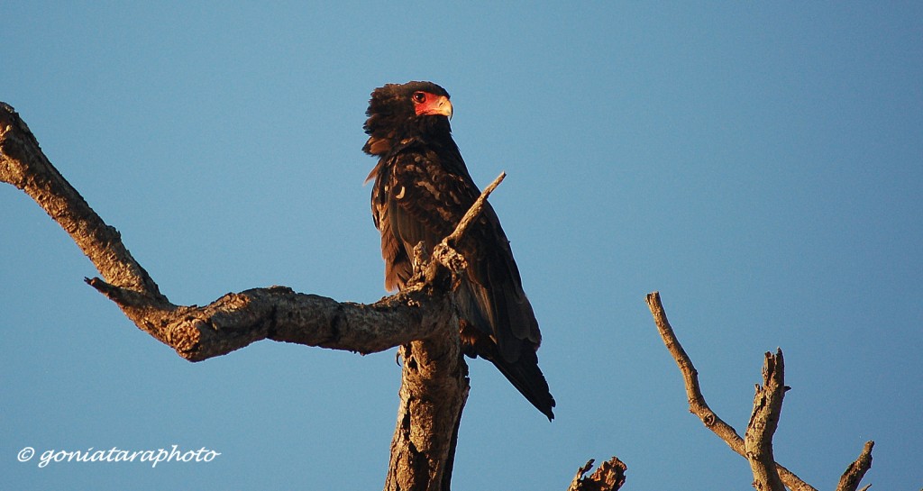 Zdjęcia: Kruger National Park, Mpumalanga, Kuglarz., RPA Zdjęcia: Kruger National Park, Mpumalanga, Kuglarz., RPA