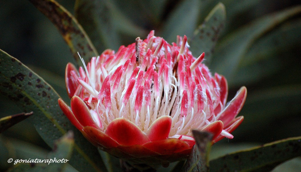 Zdjęcia: Johannesburg, Gauteng, Protea królewska (Protea cynaroides)., RPA Zdjęcia: Johannesburg, Gauteng, Protea królewska (Protea cynaroides)., RPA