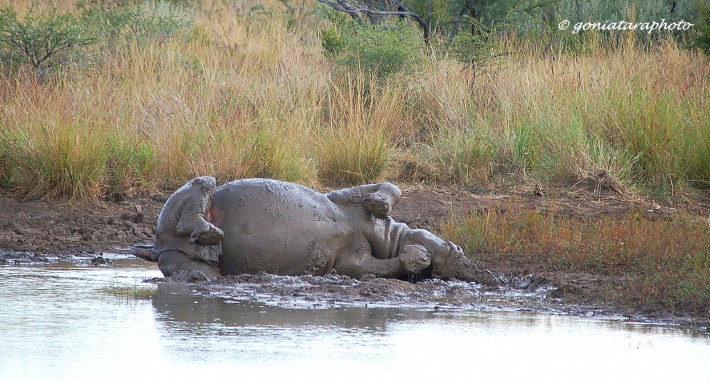 Zdjęcia: Pilanesberg National Park, North West, Błotna kąpiel na styl afrykański., RPA Zdjęcia: Pilanesberg National Park, North West, Błotna kąpiel na styl afrykański., RPA
