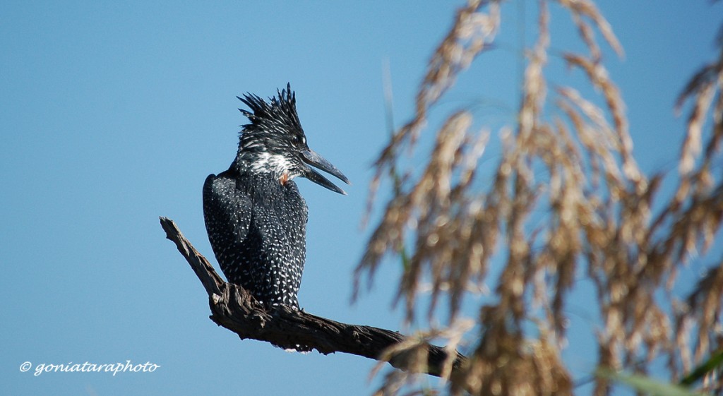 Zdjęcia: Pilanesberg National Park, North West, Rybaczek wielki., RPA Zdjęcia: Pilanesberg National Park, North West, Rybaczek wielki., RPA