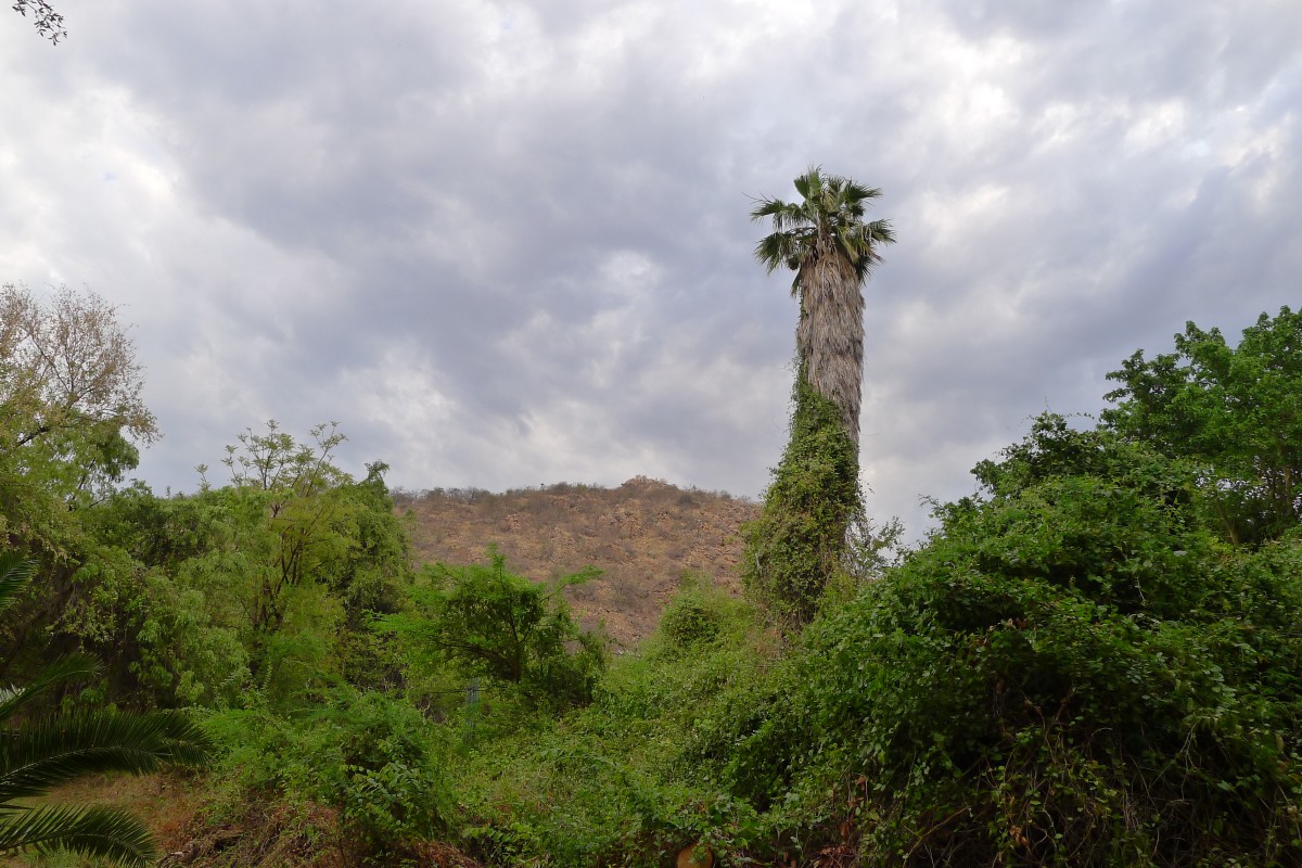 Zdjęcia: Musina, Pół - wsch. RPA/ Prowincja Limpopo, Fajna palma, RPA Zdjęcia: Musina, Pół - wsch. RPA/ Prowincja Limpopo, Fajna palma, RPA