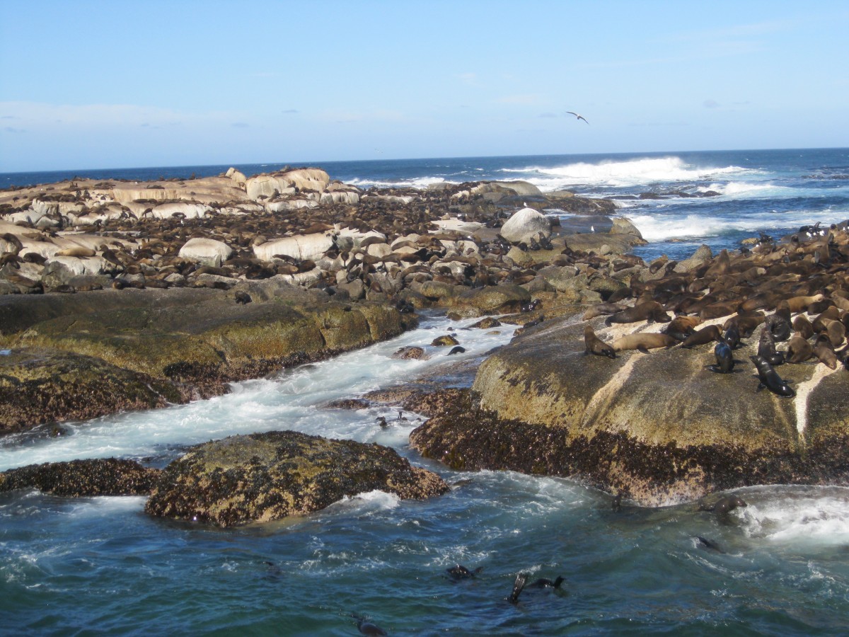 Zdjęcia: Przylądek Dobrej Nadziei, Przylądek Dobrej Nadziei, Przylądek Dobrej Nadziei, RPA Zdjęcia: Przylądek Dobrej Nadziei, Przylądek Dobrej Nadziei, Przylądek Dobrej Nadziei, RPA