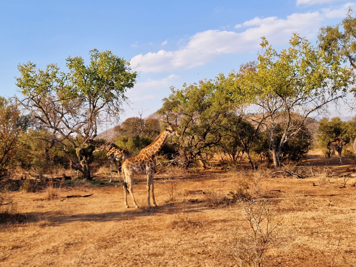 Zdjęcia: Lion Park, Pretoria, Żyrafy, RPA Zdjęcia: Lion Park, Pretoria, Żyrafy, RPA