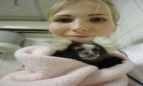 Zdjecie RPA / - / Pretoria / pacjent kliniki w Pretorii - marmozeta biaoczuba