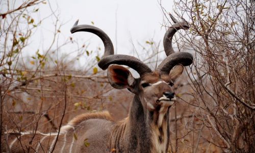 Zdjecie RPA / - / Park Krugera / Kudu