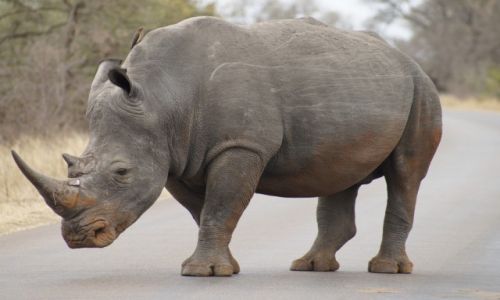Zdjecie RPA / Mpumalanga / Park Krugera / Cesarz drg pierwszorzdnych
