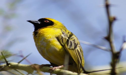 Zdjecie RPA / Mpumalanga / Park Krugera / Wikacz na galowo