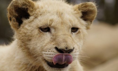 Zdjecie RPA / Gauteng / Krugersdorp Game Reserve / Wczesna modo lwa