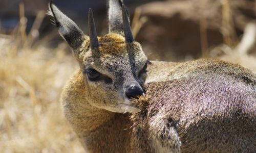 Zdjcie RPA / Gauteng / Krugersdorp Game Reserve / Kozioek skalny