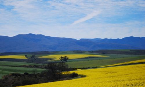 Zdjecie RPA / Zachodnia Prowincja Przyldkowa / w drodze do Mossel Bay / Pocztek wiosny