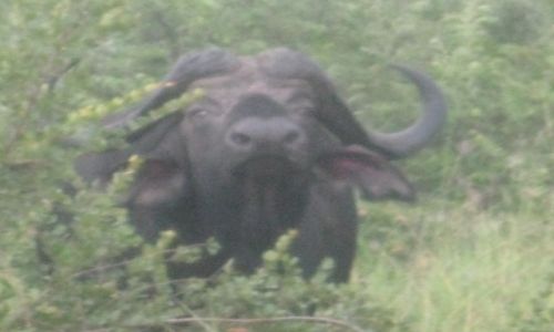 Zdjecie RPA / Park Narodowy Krugera - RPA / Park Narodowy Krugera - RPA / Park Narodowy  Baw  RPA