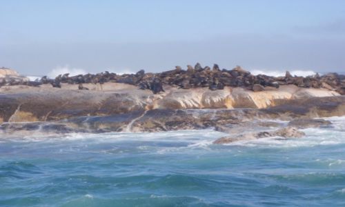 Zdjcie RPA / Cape Town / False Bay ( Zatoka Faszywa ) / Uchatki - pokarm dla rekina