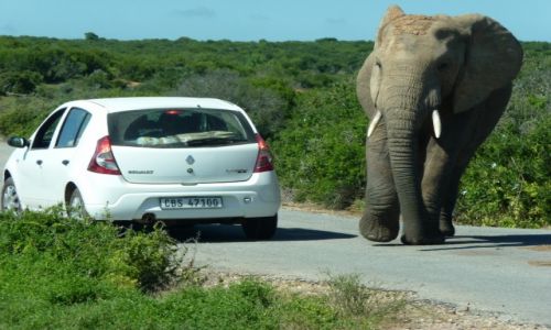 Zdjęcie RPA / Eastern Cape / Addo / Spotkanie