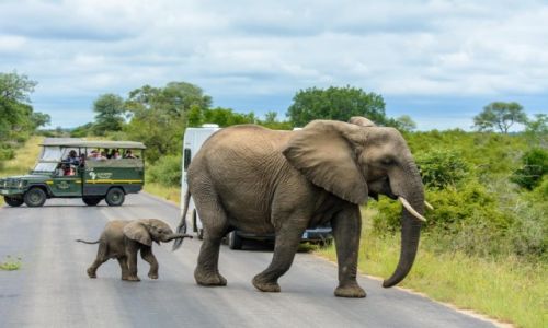 Zdjecie RPA / Mpumalanga / KRUGER PARK / NAUKA KODEKSU DROGOWEGO W/G SONI