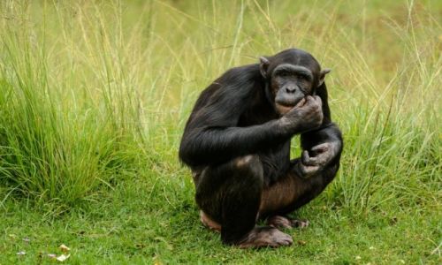 Zdjcie RPA / Mpumalanga / JANE GOODALL INSTITUTE / ZWIERZETA AFRYKI - SZYMPANSY