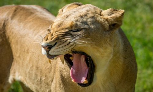 Zdjecie RPA / Mpumalanga / lion par / ZWIERZETA AFRYKI - LWY
