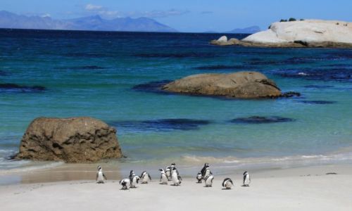 Zdjecie RPA / Kraj Przyldkowy / Boulders Beach / Pingwiny afrykaskie na play