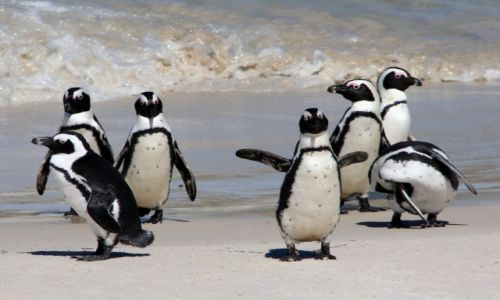 Zdjcie RPA / Kraj Przyldkowy / Boulders Beach / Igraszki wodne