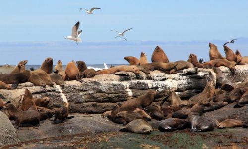 Zdjcie RPA / Hout Bay / Seal Island / Tok na play