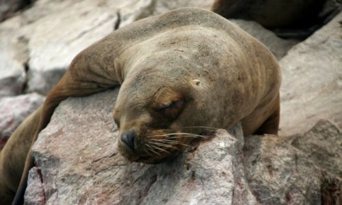 Zdjcie RPA / Hout Bay / Seal Island / Odpoczynek