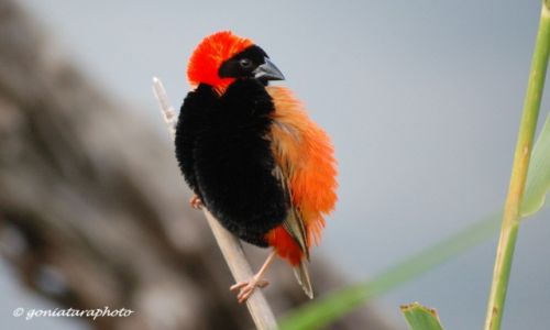 Zdjecie RPA / North West / Pilanesberg National Park / Wikacz ognisty (Southern red bishop).