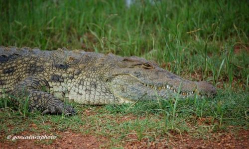 Zdjęcie RPA / Limpopo / Kruger National Park / Oportunista z mocnym uzębieniem. Krokodyl nilowy.