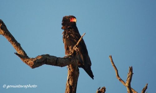 Zdjęcie RPA / Mpumalanga / Kruger National Park / Kuglarz.