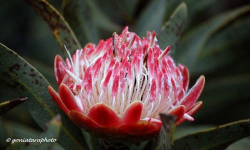 Zdjecie RPA / Gauteng / Johannesburg / Protea krlewska (Protea cynaroides).