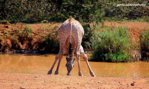 Zdjecie RPA / North West / Pilanesberg National Park / Idealne wywaenie pionu.