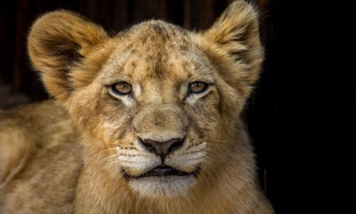 Zdjcie RPA / MPUMALNAGA / LION PAR / Kiedy bd duy...