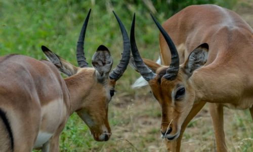Zdjcie RPA / MPUMALANAGA / PARK KRUGERA / POJEDYNEK