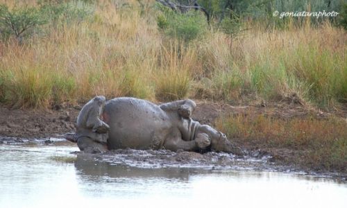 Zdjcie RPA / North West / Pilanesberg National Park / Botna kpiel na styl afrykaski.