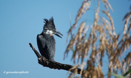 Zdjcie RPA / North West / Pilanesberg National Park / Rybaczek wielki.