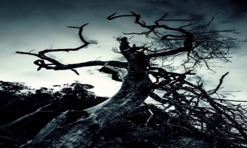 Zdj�cie RPA / Park Narodowy Tsitsikamma / Storms River / Obumar�e drzewo