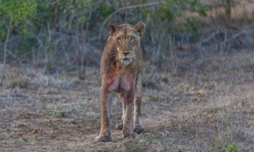 Zdjecie RPA / Kruger National Park / Hamiltons Camp / Lwica po bawole