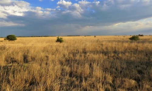 RPA / NW Afryka / Barberspan Bird Sanctuary / Nadchodzi pora deszczowa