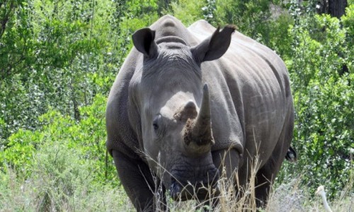 RPA / - / Dinokeng Game Reserve / Nosoroec biay