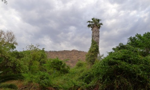 Zdjcie RPA / P - wsch. RPA/ Prowincja Limpopo / Musina / Fajna palma